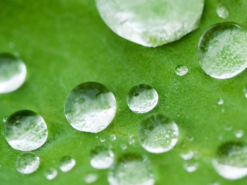 Water Droplets on Leaf — Calm, Veins