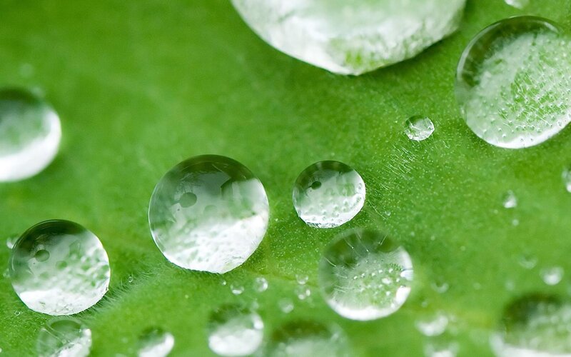 Water Droplets on Leaf — Calm, White