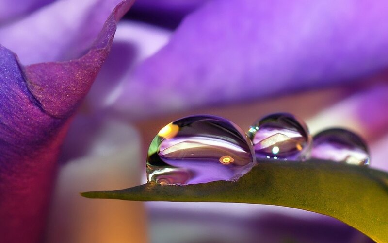Water Droplets on Leaf — Drop