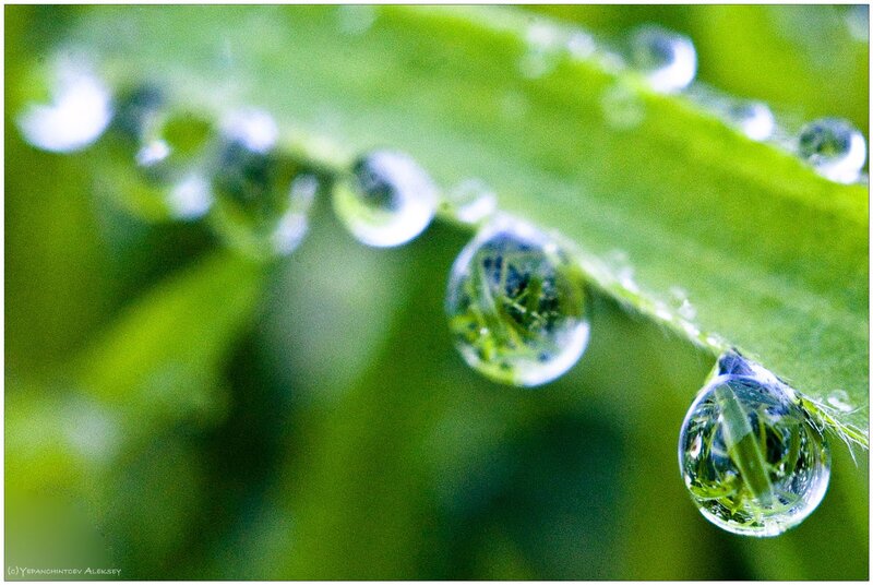 Water Droplets on Leaf — Droplet, Clear