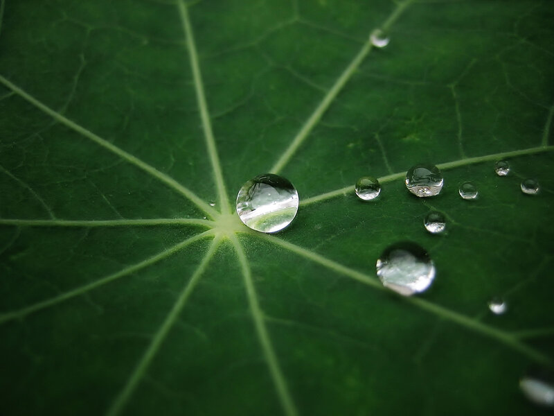 Water Droplets on Leaf — Green, Calm, Photograph