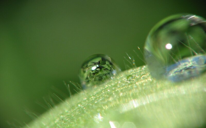 Water Droplets on Leaf — Green, Calm
