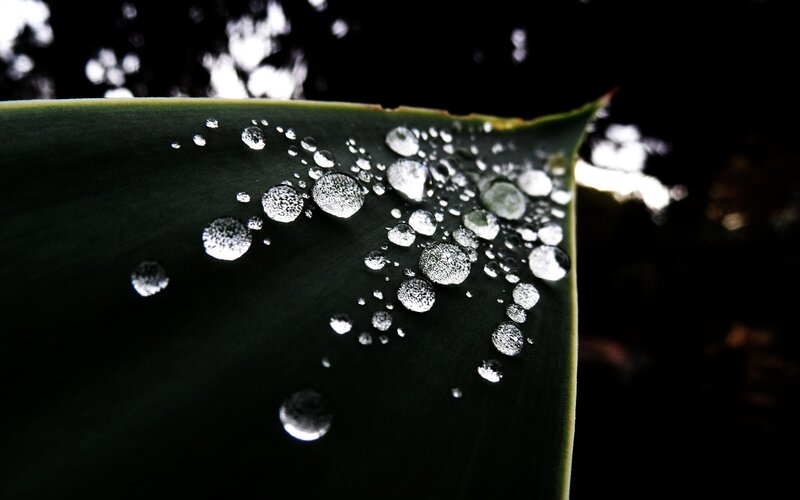 Water Droplets on Leaf — Green, Dramatic, Photograph, Dark Background