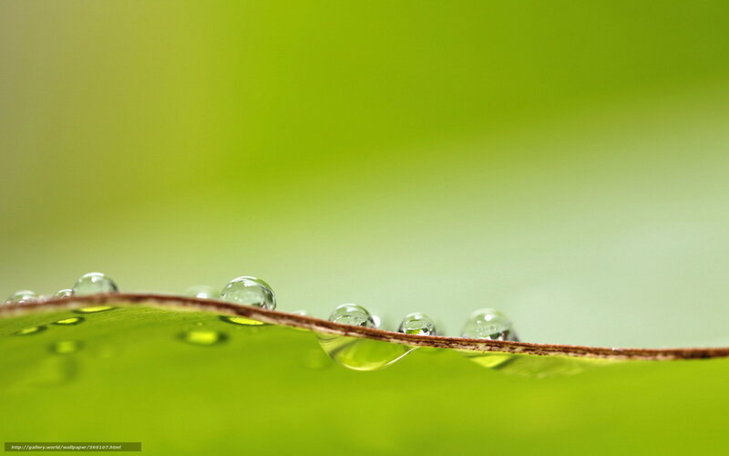 Water Droplets on Leaf — Green, Serene, Morning, Photograph, Brown
