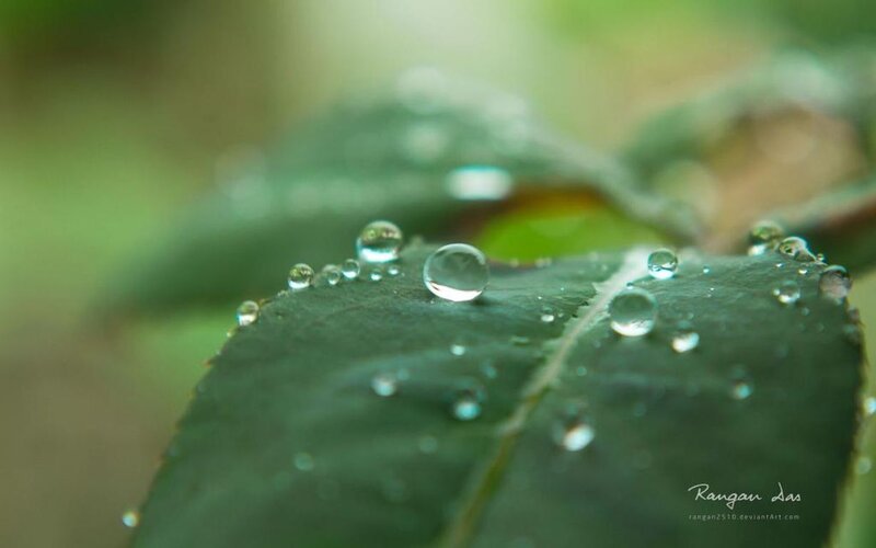Water Droplets on Leaf — Green, Serene, Morning, Photograph, Droplet, Background