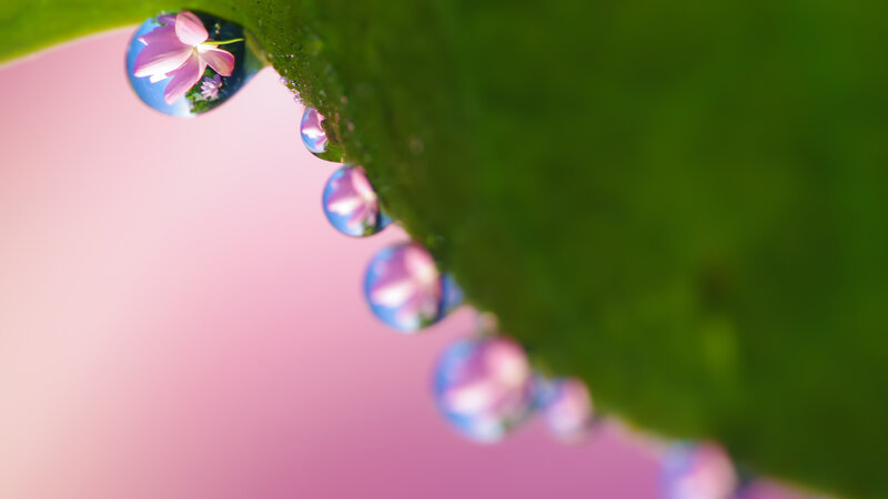 Water Droplets on Leaf — Green, Serene, Morning, Photograph, Flower, Droplet