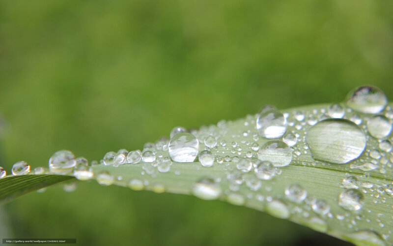 Water Droplets on Leaf — Green, Serene, Morning, Photograph, Green Background