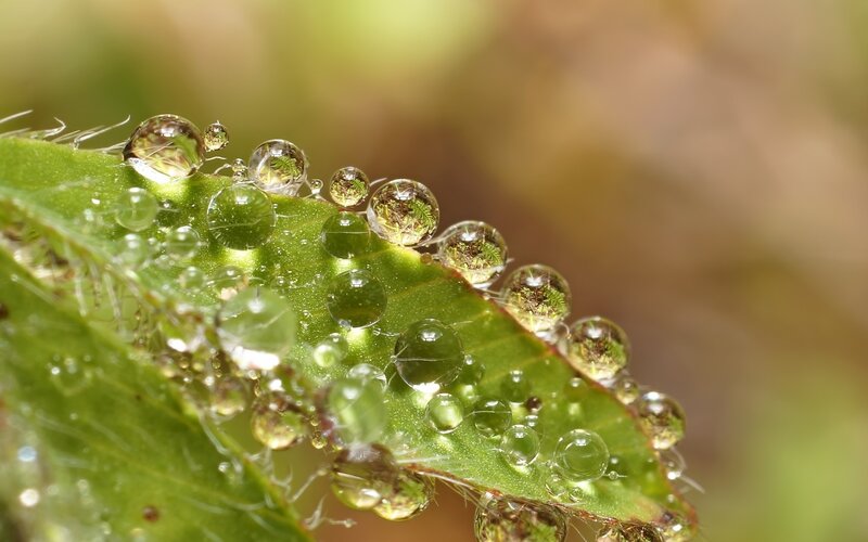 Water Droplets on Leaf — Green, Serene, Morning, Photograph, Hairs