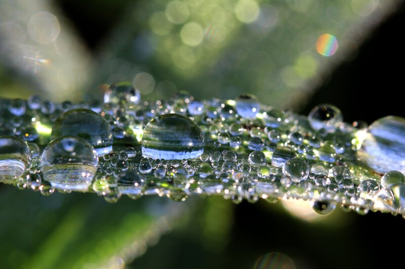 Water Droplets on Leaf — Green, Serene, Morning, Photograph, Raindrops