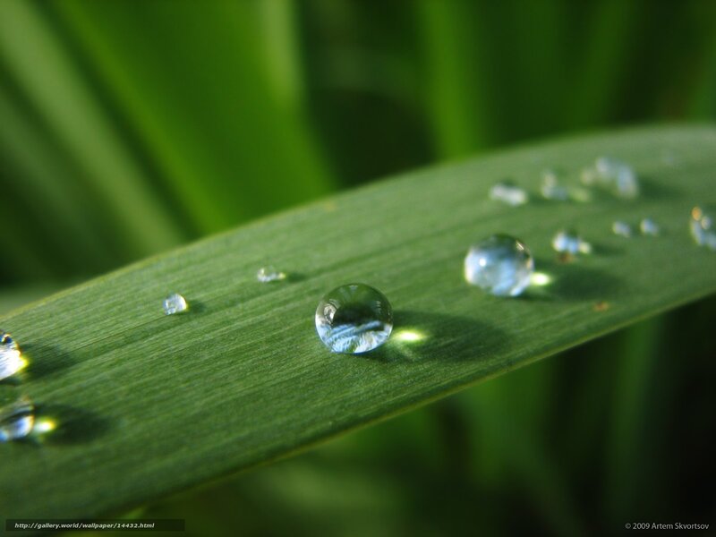 Water Droplets on Leaf — Green, Serene, Morning