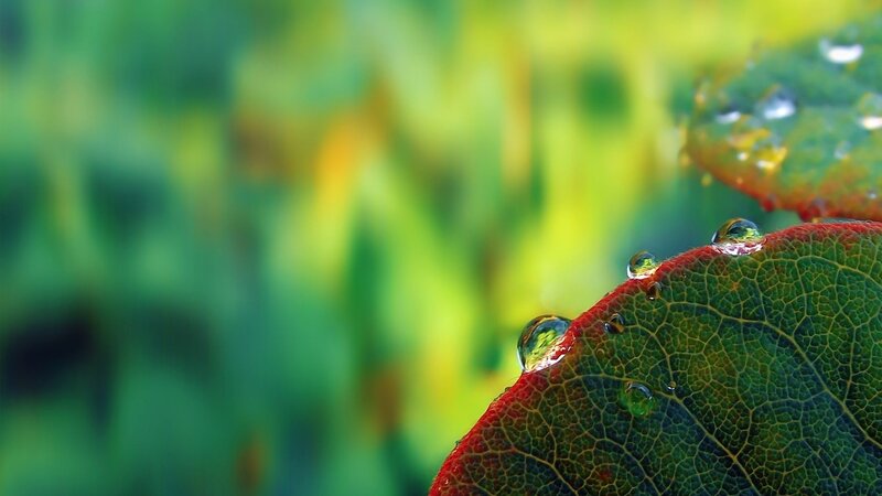 Water Droplets on Leaf — Green, Serene, Photograph, Background