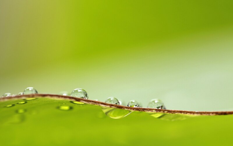 Water Droplets on Leaf — Green, Serene, Photograph, Brown