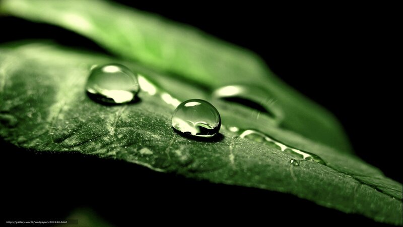 Water Droplets on Leaf — Green, Serene, Photograph, Droplet, Dark Background