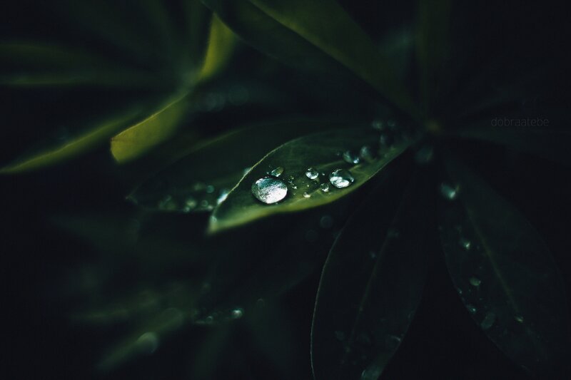 Water Droplets on Leaf — Green, Serene, Photograph, Droplet, Darkness