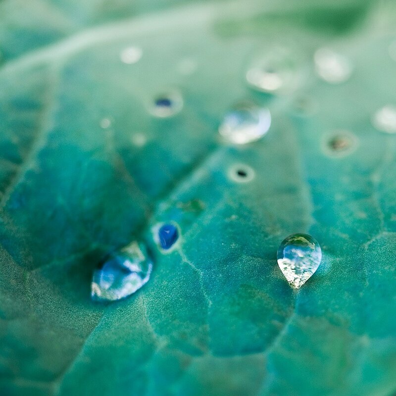 Water Droplets on Leaf — Green, Serene, Photograph, Droplet, Vein, Blue