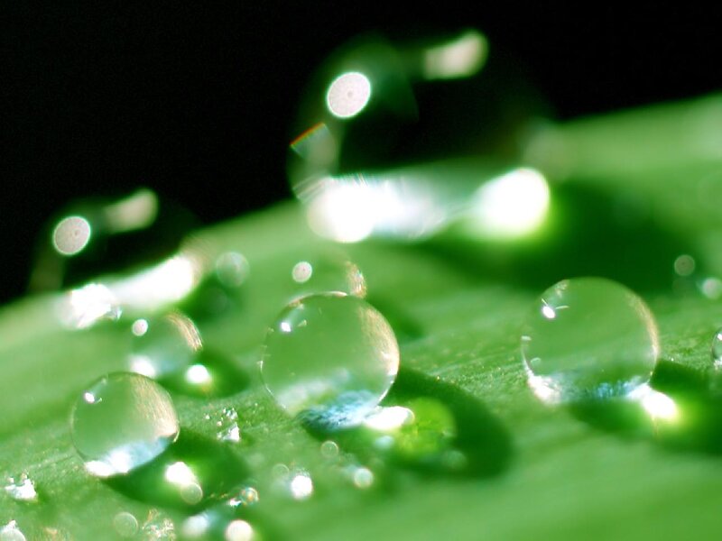 Water Droplets on Leaf — Green, Serene, Photograph, Light