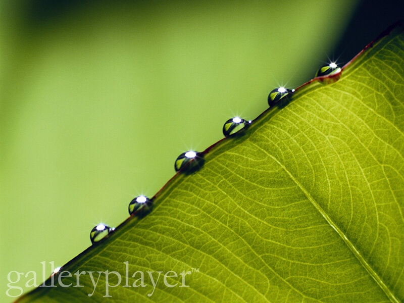 Water Droplets on Leaf — Green, Serene, Photograph, Light, White