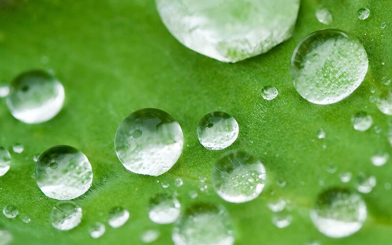 Water Droplets on Leaf — Green, Serene, Photograph, Macro