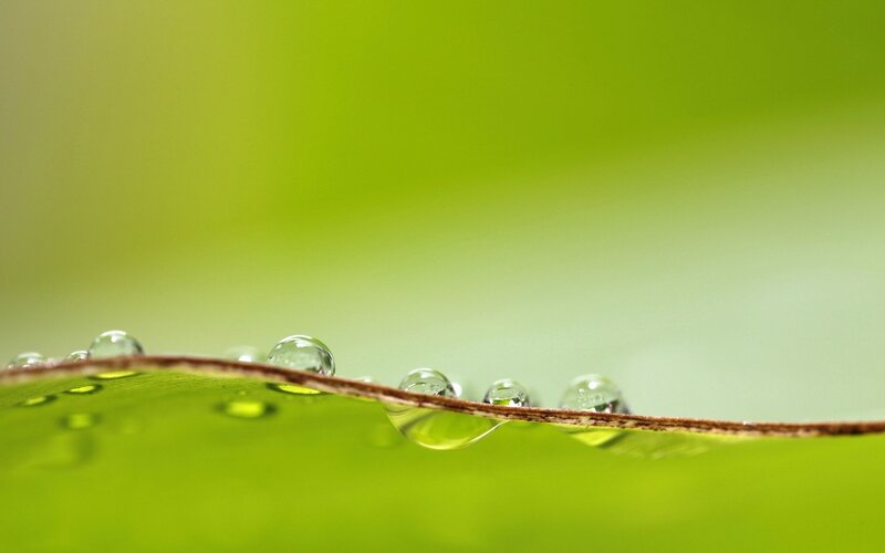 Water Droplets on Leaf — Green, Serene, Photograph, Stem