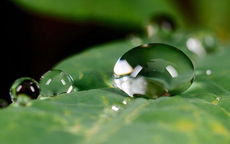 Water Droplets on Leaf — Green, Serene, Photograph