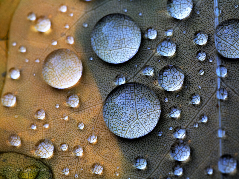 Water Droplets on Leaf — Green, Serene, Photograph, Veins, Yellow