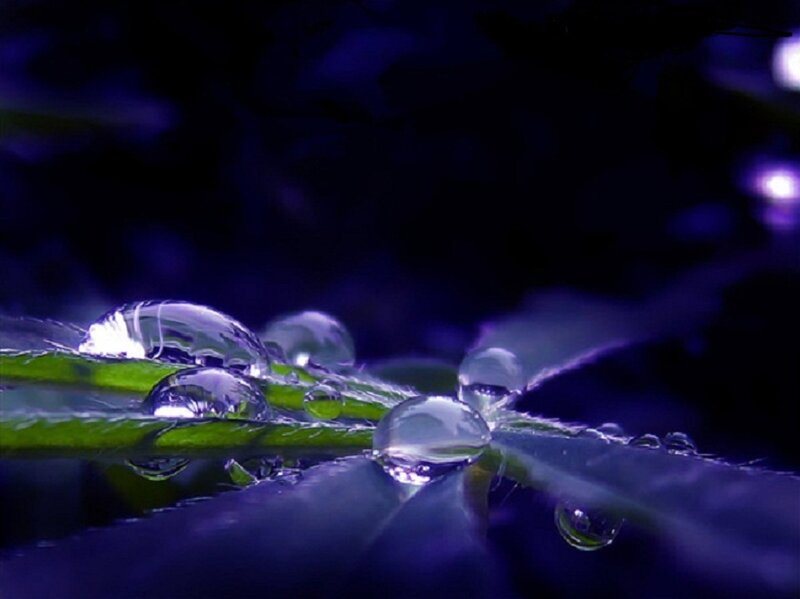 Water Droplets on Leaf — Green