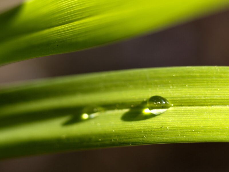 Water Droplets on Leaf — Green, Yellow