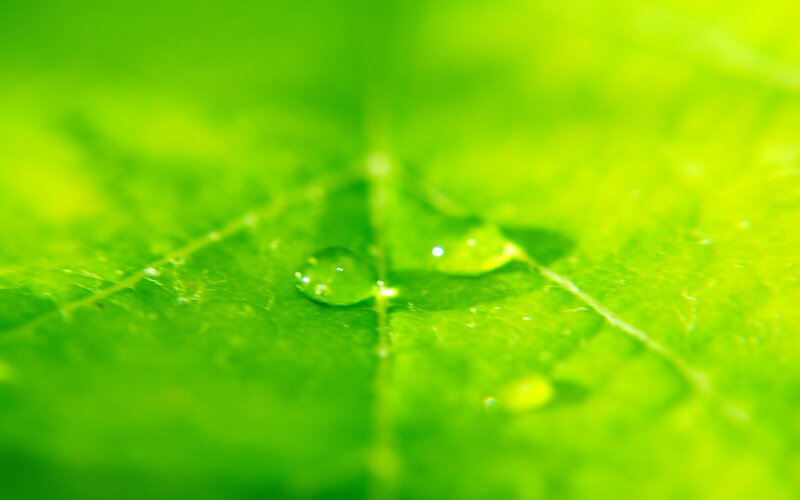 Water Droplets on Leaf — Photograph, Yellow