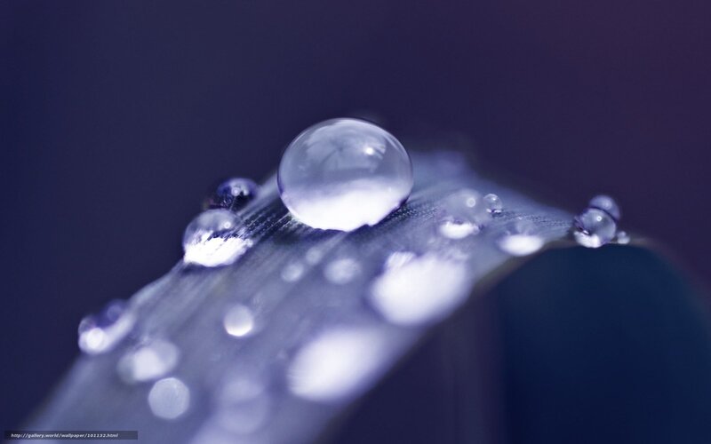 Water Droplets on Leaf — Purple, Serene, Photograph, Blur