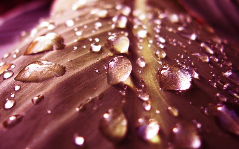 Water Droplets on Leaf — Purple, Serene, Photograph