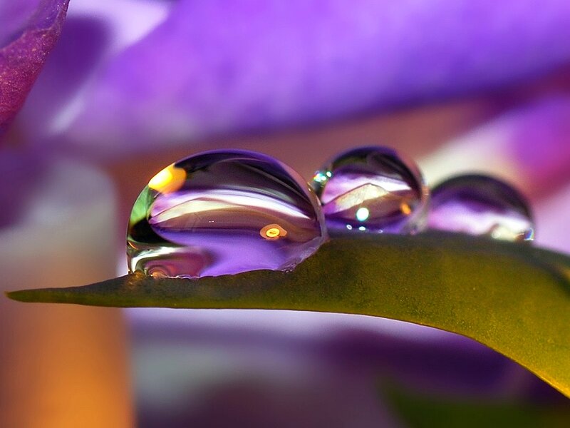 Water Droplets on Leaf — Purple, Serene