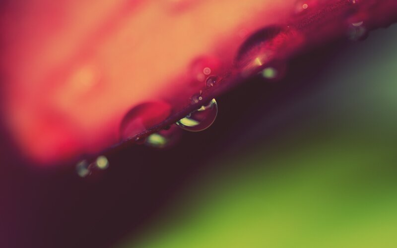 Water Droplets on Leaf — Red, Serene