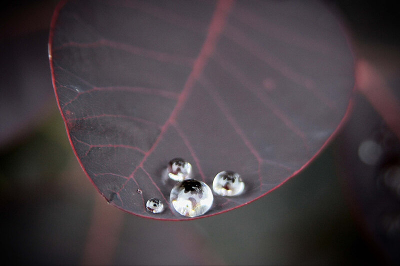 Water Droplets on Leaf — Red