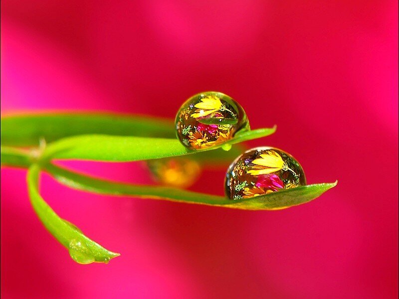 Water Droplets on Leaf — Red, Vibrant
