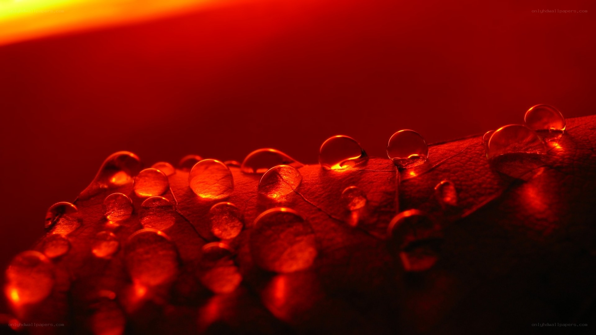 Water droplets on leaf under red light