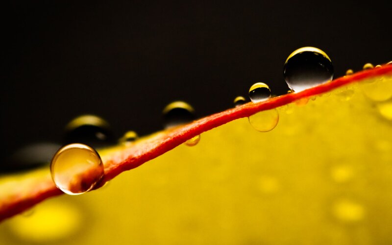 Water Droplets on Leaf — Yellow, Dramatic, Photograph