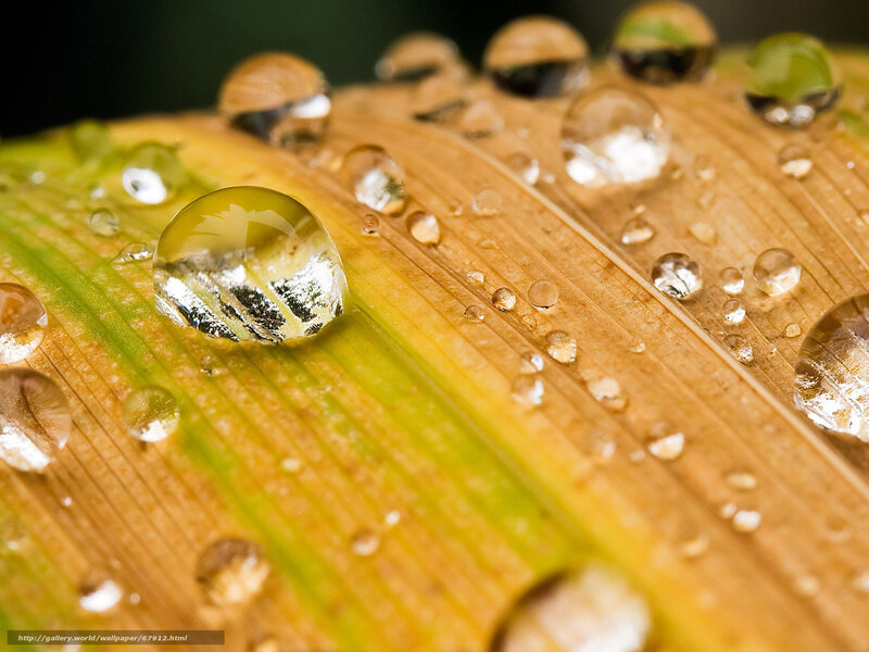 Water Droplets on Leaf — Yellow
