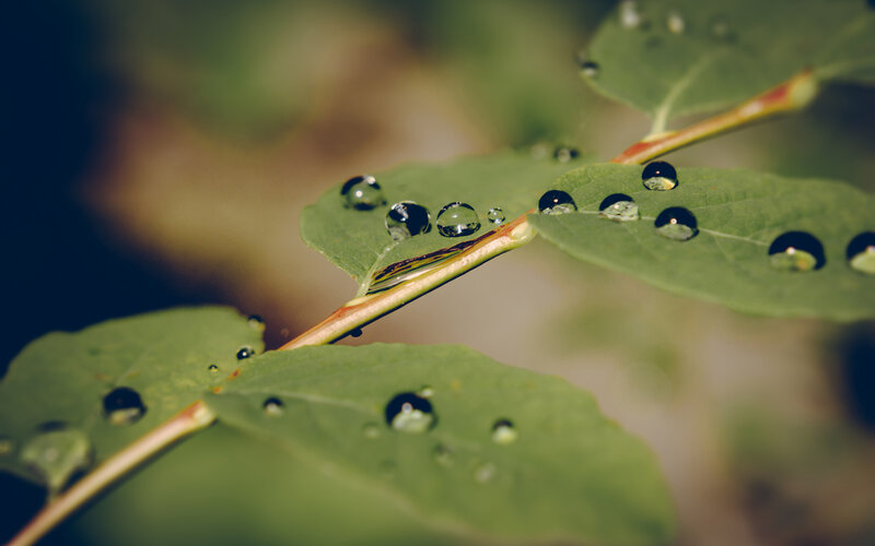 Water Droplets on Leaves — Green, Serene