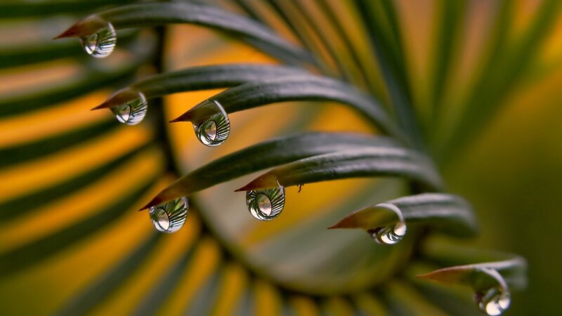Water Droplets on Leaves — Green