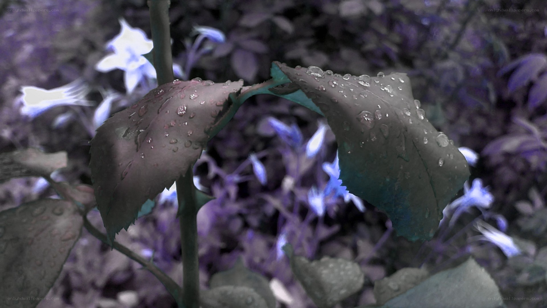 Water droplets on leaves