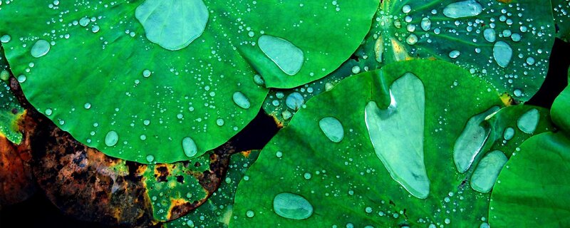Water droplets on lotus leaves