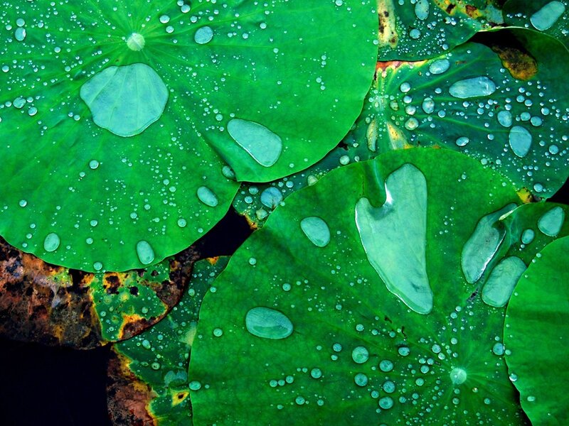 Water droplets on lotus leaves