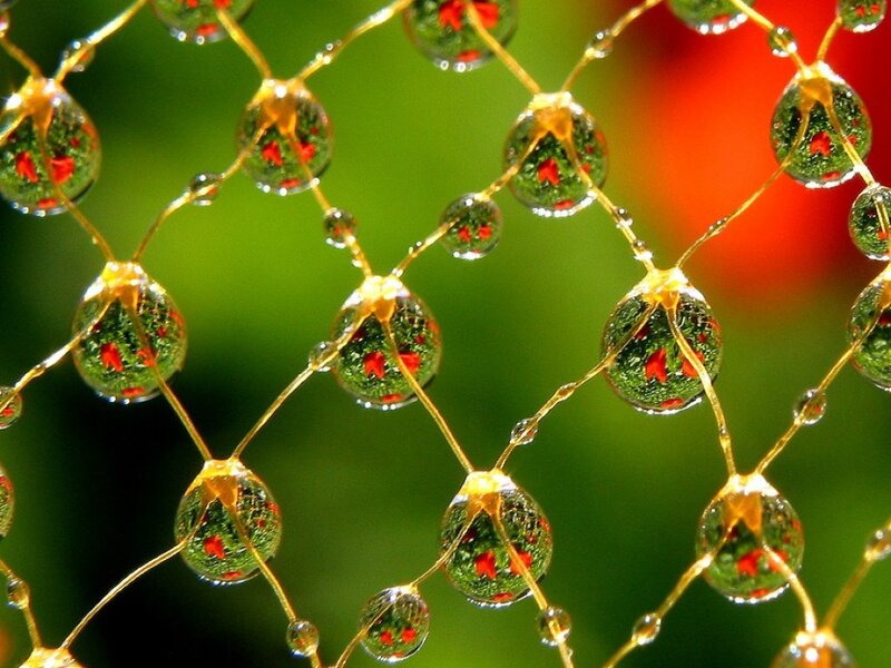 Water Droplets on Mesh — Green