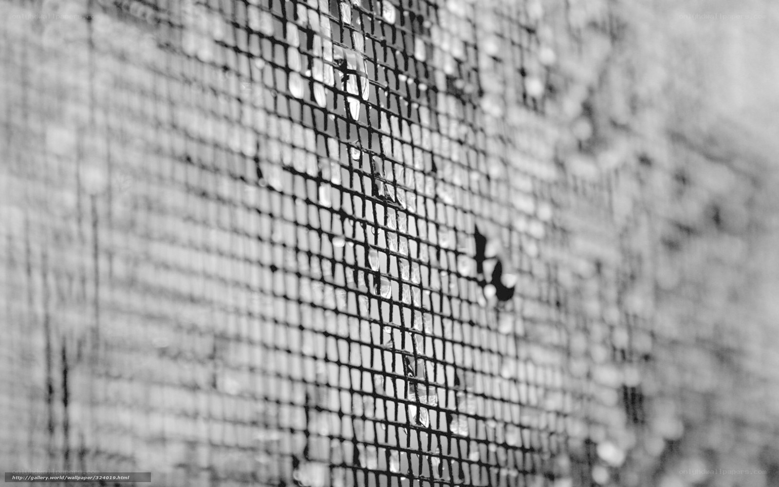 Water droplets on mesh screen