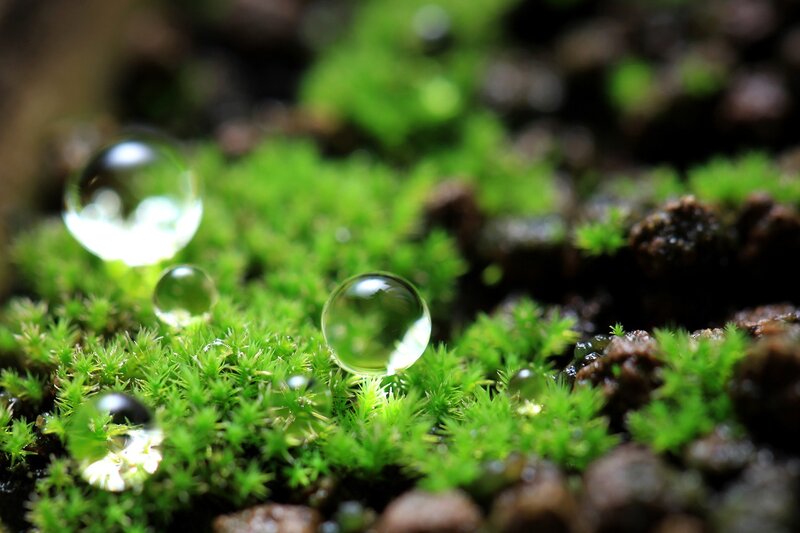 Water droplets on moss
