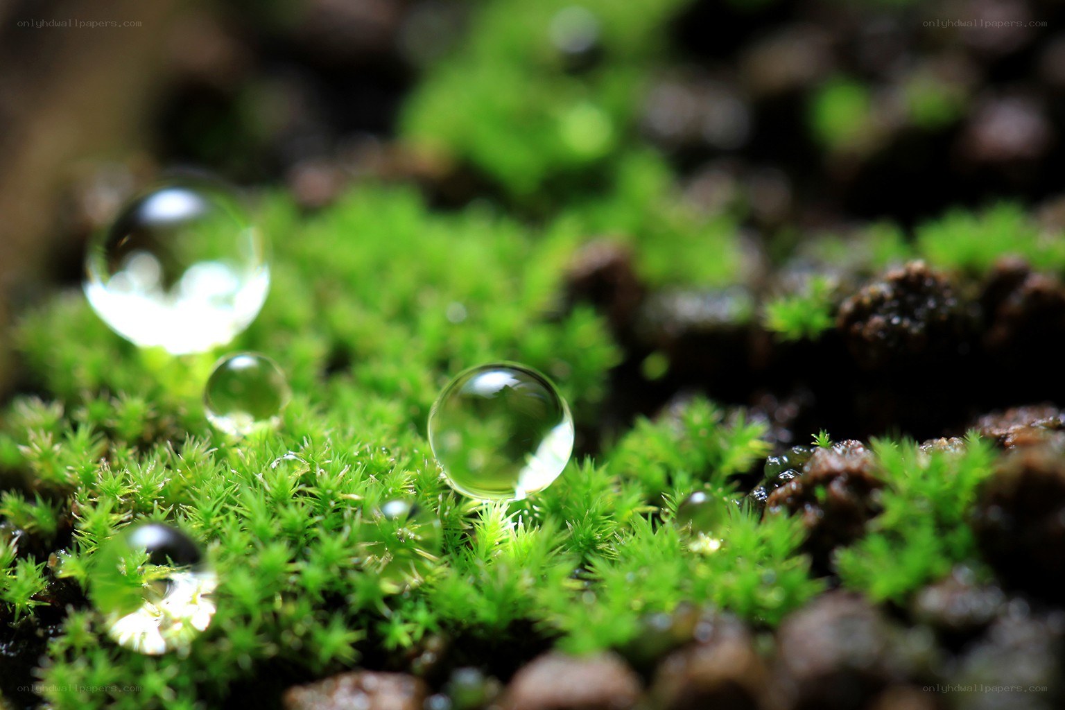 Water droplets on moss