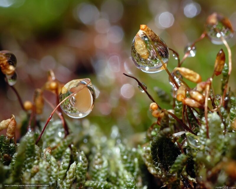 Water droplets on moss