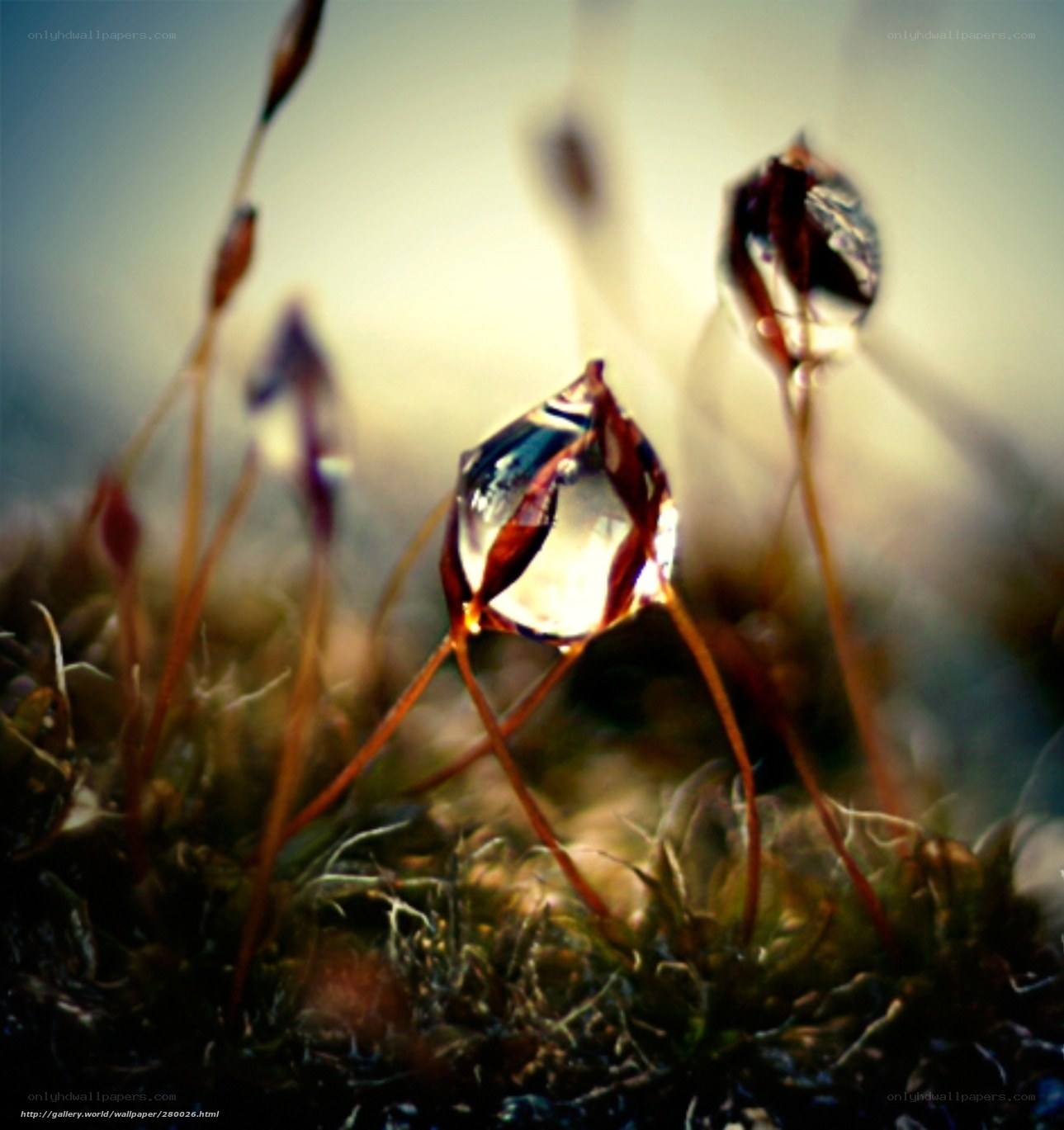 Water droplets on moss