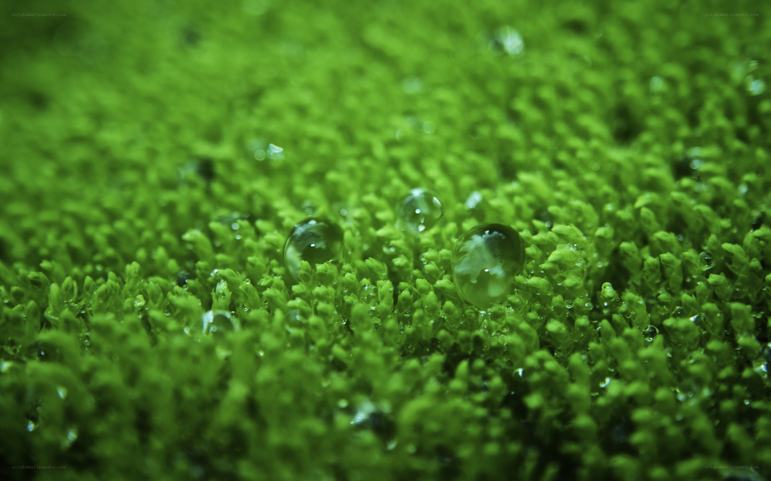 Water droplets on moss