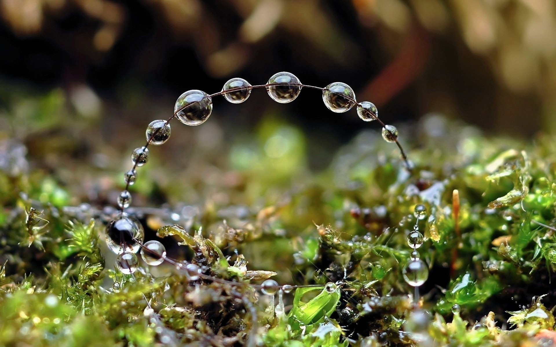 Water droplets on moss